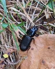 Odontotaenius disjunctus