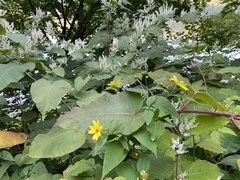 Helianthus divaricatus
