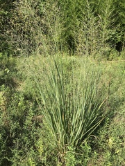Panicum virgatum