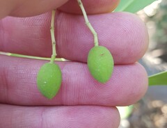 Olea capensis enervis