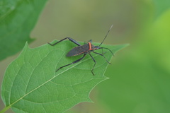 Phthiacnemia picta