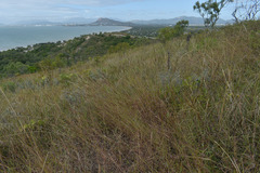 Melinis minutiflora