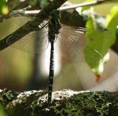 Aeshna tuberculifera