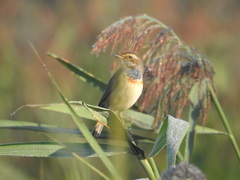 Luscinia svecica