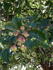 Malus baccata