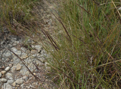 Melinis minutiflora