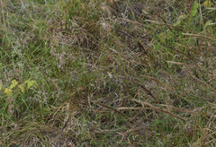 Melinis minutiflora