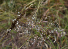 Melinis minutiflora