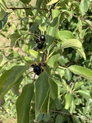 Rhamnus