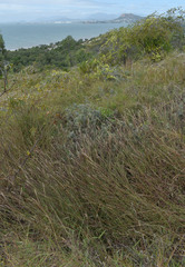 Melinis minutiflora