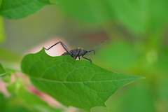 Phthiacnemia picta