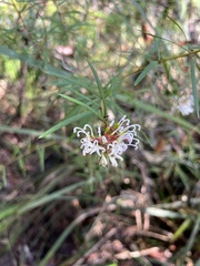 Grevillea linearifolia