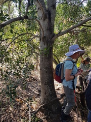 Olea capensis enervis