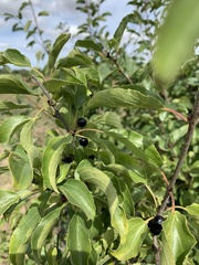 Rhamnus