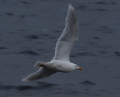 Larus hyperboreus