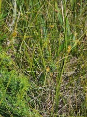 Carex oligosperma