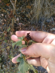 Dasineura crataegi
