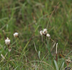 Eriophorum angustifolium
