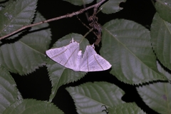 Ourapteryx sambucaria