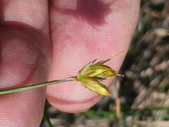 Juncus stygius americanus