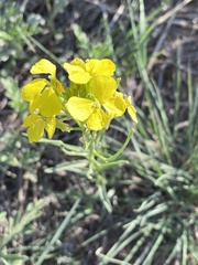 Erysimum capitatum