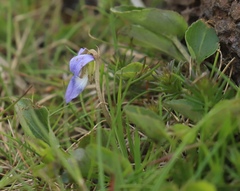Viola canina
