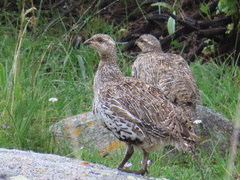 Centrocercus minimus