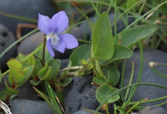 Viola canina