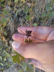 Dasineura crataegi