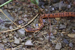 Pareas boulengeri