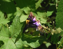 Xylocopa appendiculata