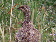 Centrocercus minimus