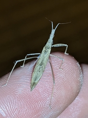 Sastrapada baerensprungi