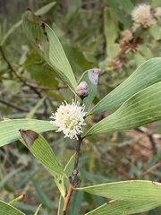 Hakea benthamii
