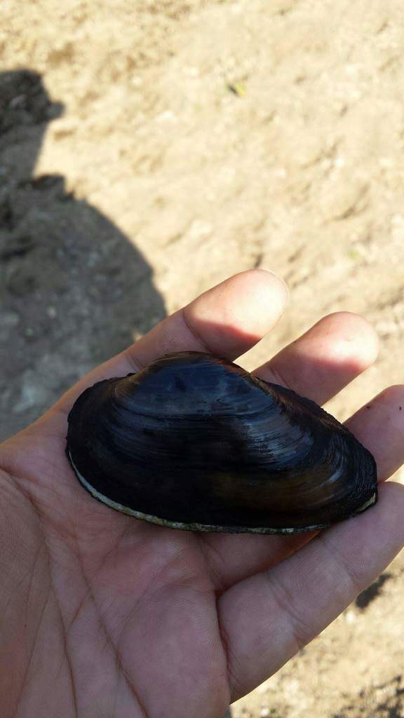 Unio tumidiformis