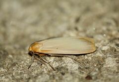 Eilema depressa