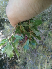 Plagiotrochus quercusilicis