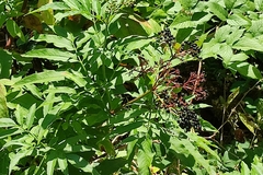 Sambucus ebulus