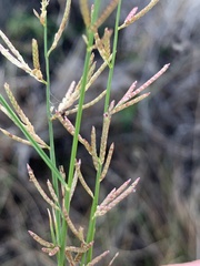 Eragrostis dielsii