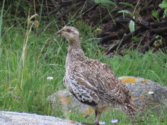 Centrocercus minimus