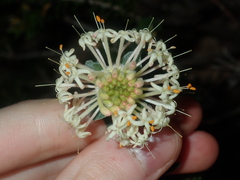Pimelea
