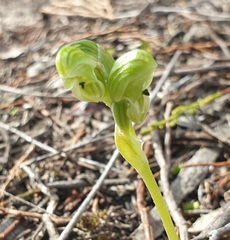 Pterostylis cycnocephala