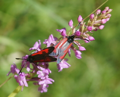 Zygaena