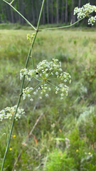 Oenantheae