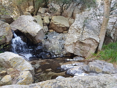 Olea capensis enervis