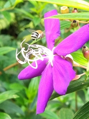 Zonamegilla
