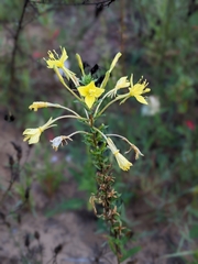 Oenothera parviflora