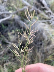 Eragrostis dielsii