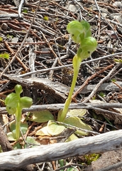 Pterostylis cycnocephala