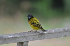 Ploceus cucullatus